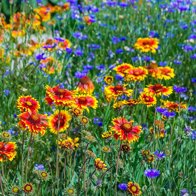 Perennial Curb Appeal Wildflower Seed Mix