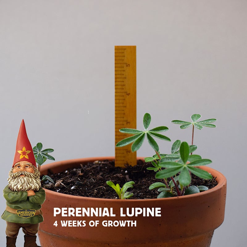 Perennial Lupine Wildflower Seeds, 4 weeks of growth