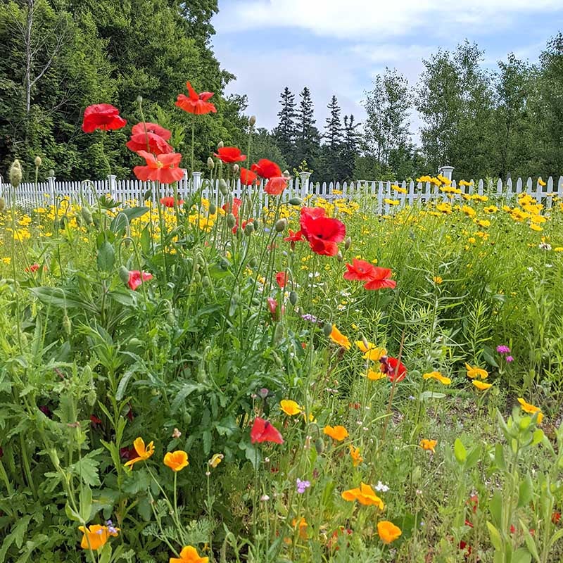 Meadow in front of picket fence