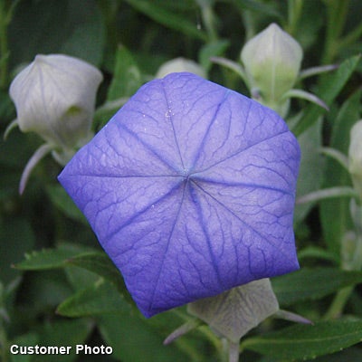 Sentimental Blue Balloon Flower
