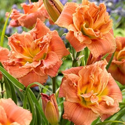 Reblooming Daylily Congo Coral