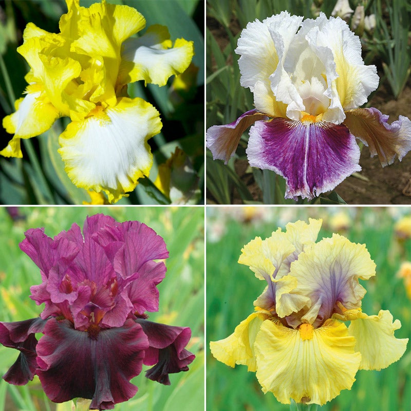Purple and Yellow Bearded Iris Collection