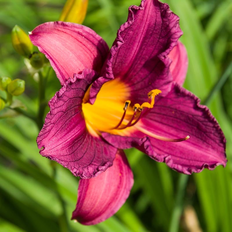 Purple Re-Blooming Daylily Purple D'Oro, close up of purple petals