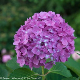 Reblooming Hydrangea Let's Dance Rave close up pink flower - Photo courtesy of Proven Winners