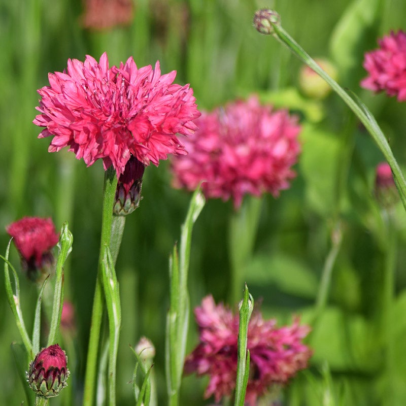 Red Cornflower or Bachelor Button Seeds, Centaurea cyanus, Red Cornflower or Bachelor Button