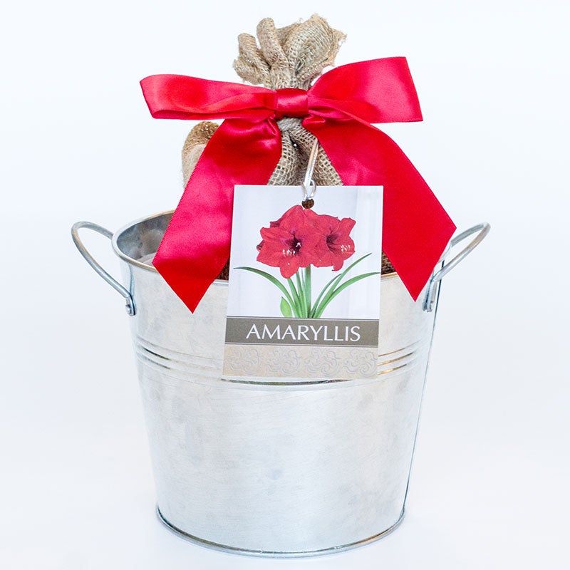 Red Lion Amaryllis Kit - Galvanized Pot