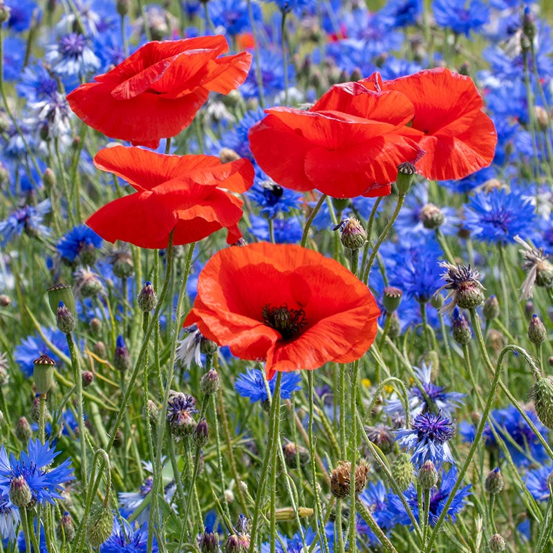 Red Poppy with Blue Cornflower
