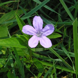 Pale Purple Wild Petunia Wildflower Close Up, Ruellia humilis, Wild Petunia