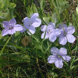 Pale-purple Wild Petunia Seeds, Ruellia humilis, Wild Petunia