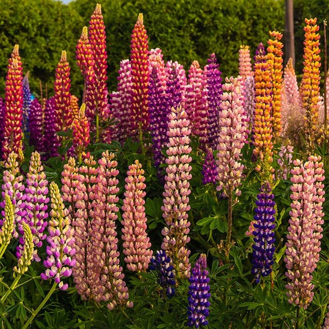 Russell Lupine Seed Mix