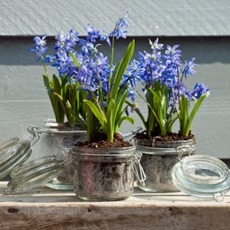 Blue Siberian Squill Bulbs, Scilla siberica, Siberian Squill growing in containers