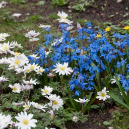 Blue Siberian Squill Bulbs, Scilla siberica, Siberian Squill in bloom with anemone 