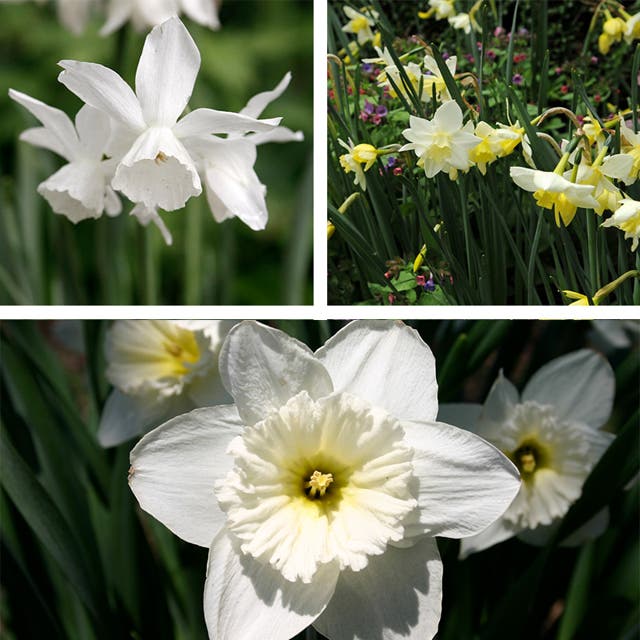 Snow Drift White Daffodil Bulb Collection