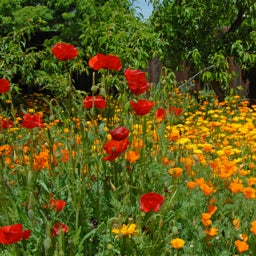 Southwest Pollinator Wildflower Seed Mix - Red Poppy with California Poppies and African Daisies