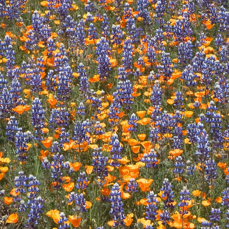 Southwest Pollinator Wildflower Seed Mix - California Poppy & Lupine