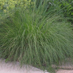 Prairie Dropseed Grass, Sporobolus heterolepis