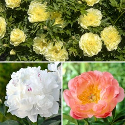 Fragrant Peony Collection