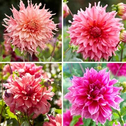 Raspberry Apricot Dinner Plate Dahlia Collection