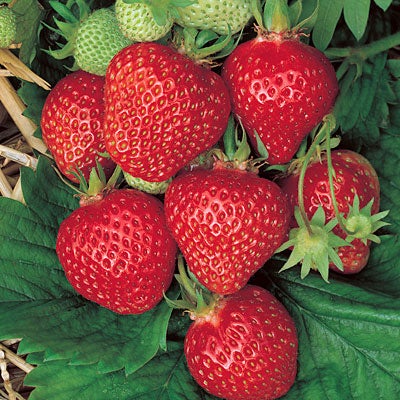 Strawberry Quinault
