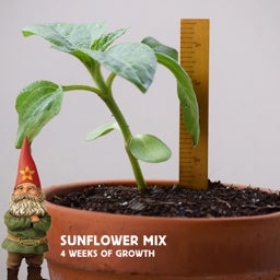 Sunflower sprout after 4 weeks of growing