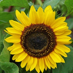 Sunflower Seeds Domino