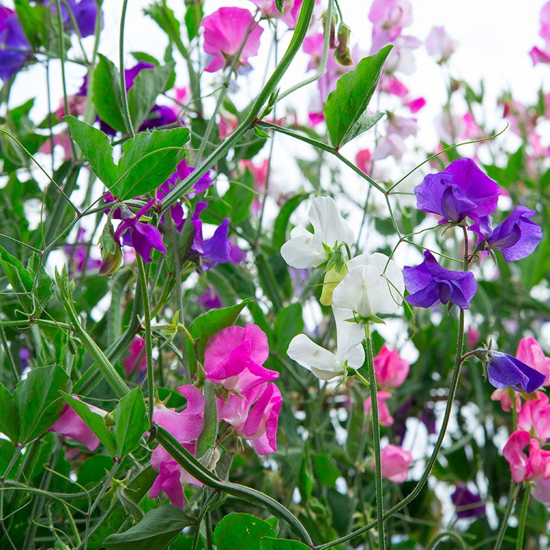 Sweet Pea Seeds Royal Family Mix