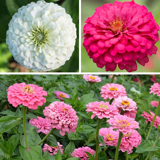Tickled Pink Zinnia Seed Mix
