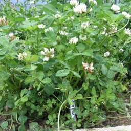 Balansa Clover (Trifolium Michelianum)