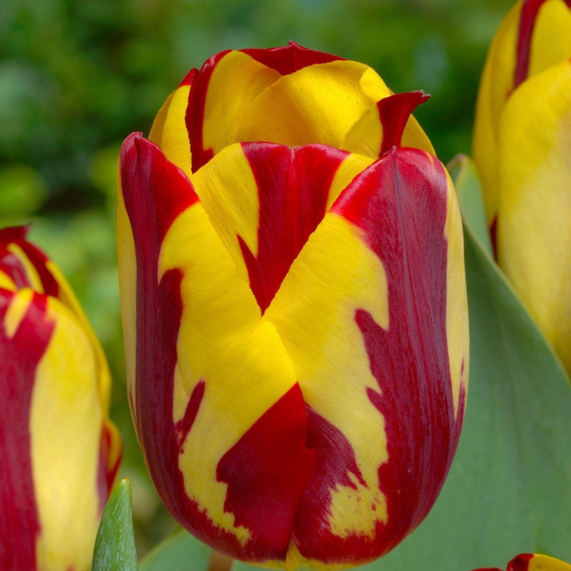 Red and Yellow Triumph Tulip Bulb Helmar, Tulipa