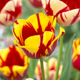 Helmar Triumph Tulip