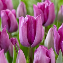 Blue Triumph Tulip Bulbs Magic Lavender, Tulipa, Triumph Tulips