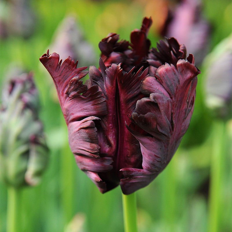 Dark Purple Black Parrot Tulip Bulbs, Tulipa, Parrot Tulips
