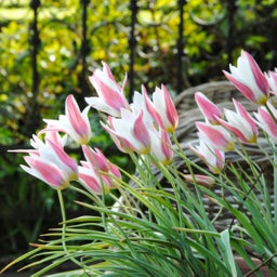 Pink and White Lady Jane Candlestick Tulip, Tulipa clusiana Lady Jane