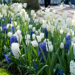 White Darwin Tulip Bulbs Hakuun, Tulipa with blue hyacinth