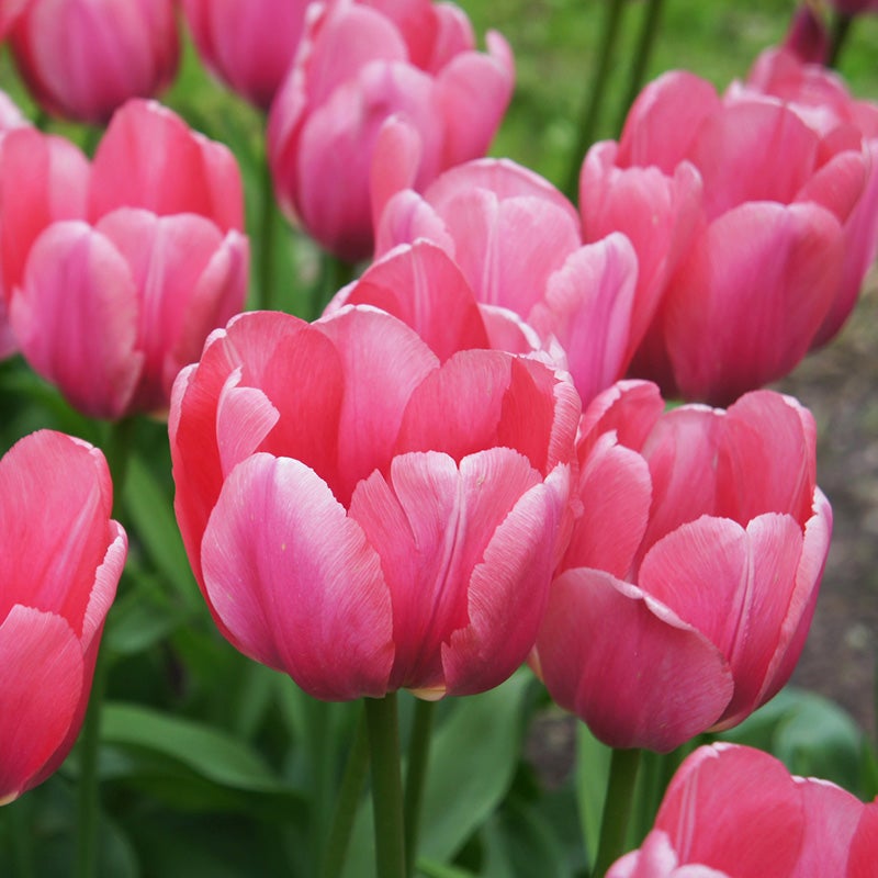 Pink Darwin Tulip Bulbs Pink Impression, Tulipa, Darwin Hybrid Tulip, Close Up