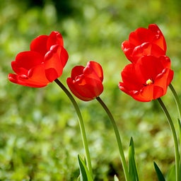 Red Darwin Tulip Bulbs Parade, Tulipa