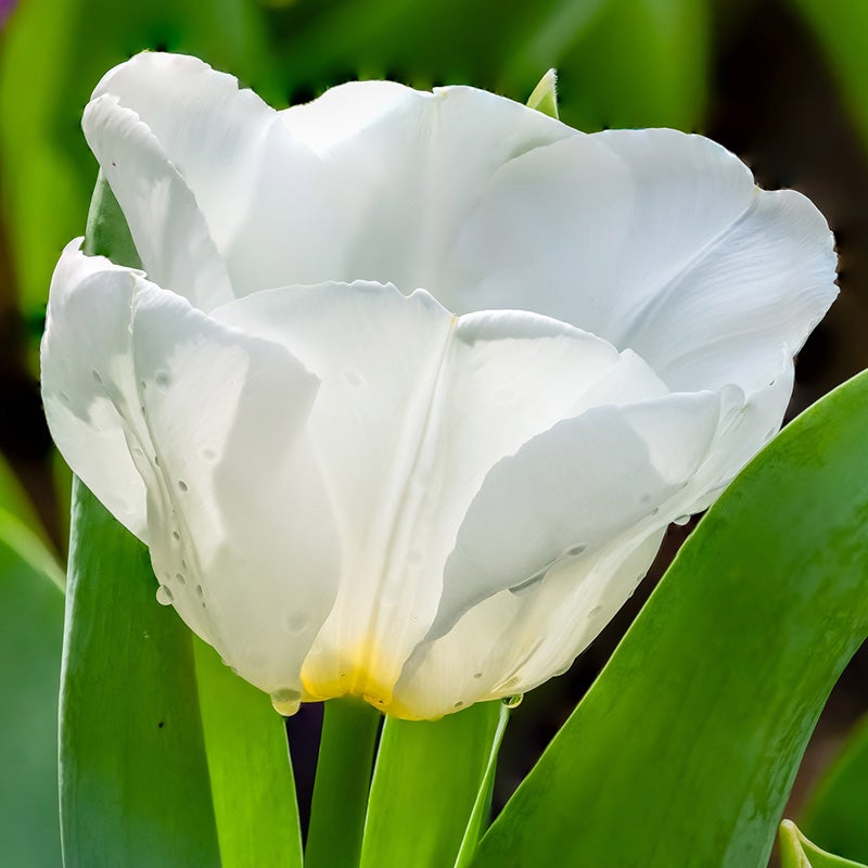 White Darwin Tulip Bulbs Hakuun, Tulipa, Close Up