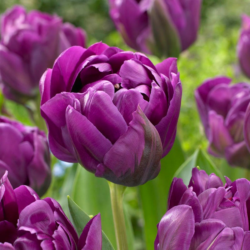 Double Late Tulip Purple Peony, Tulipa Purple Peony