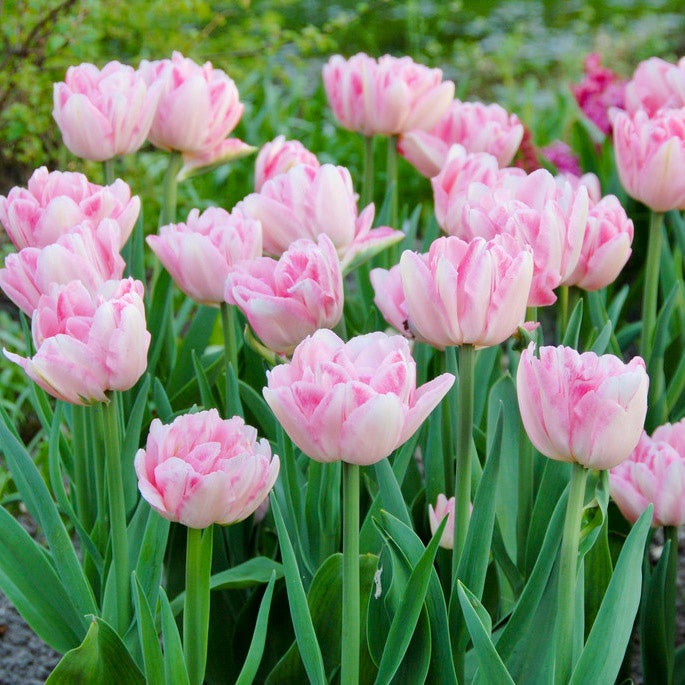 Pink and White Double Late Tulip Bulb Foxtrot, Tulipa