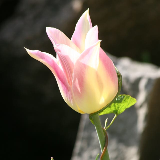 Elegant Lady Lily Flowered Tulip