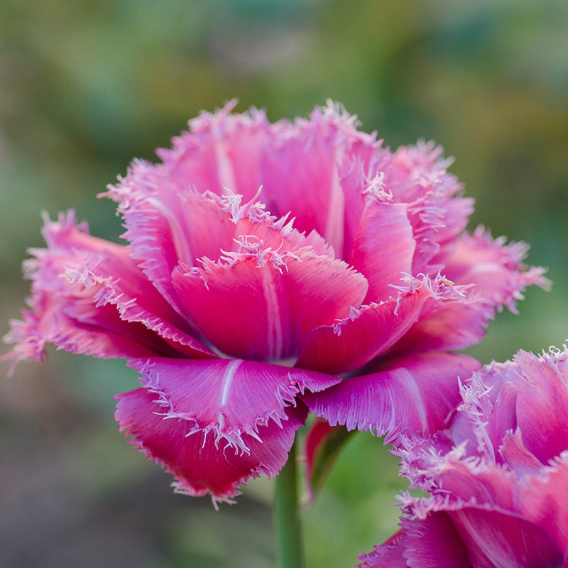 Pink Fringed Tulip Bulbs Mascotte, Tulipa, Close Up