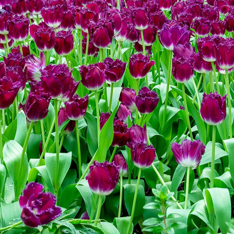 Purple Fringed Tulip Bulb Purple Crystal, Tulipa