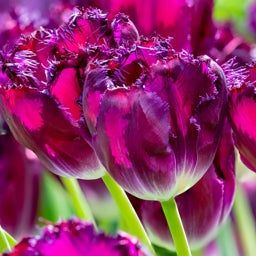 Purple Fringed Tulip Bulb Purple Crystal, Tulipa, Close Up