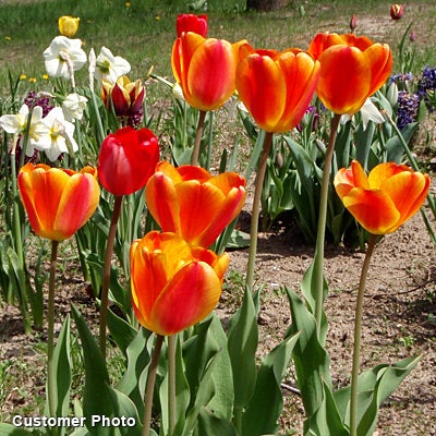 Red and Yellow Darwin Tulip Bulbs Apeldoorn Elite, Tulipa, Darwin Hybrid Tulip