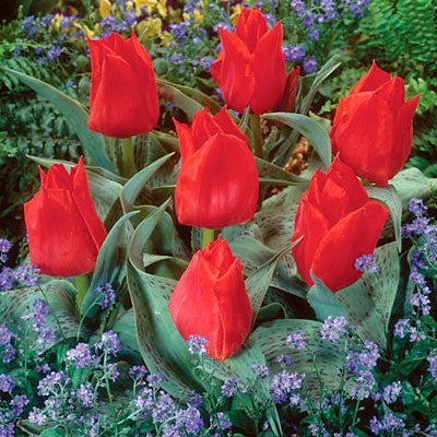 Rock Garden Tulip Bulbs Casa Grande