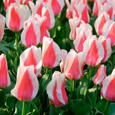 Rock Garden Tulip Bulbs  Coors