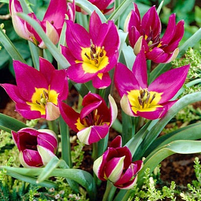 Pink and Yellow Wild Tulip Bulbs Persian Pearl, Tulipa humulis, Wild Tulip