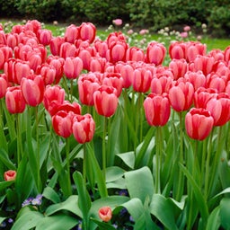 Pink Darwin Tulip Bulbs Pink Impression, Tulipa, Darwin Hybrid Tulip