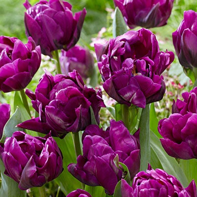 Double Late Tulip Purple Peony, Tulipa Purple Peony