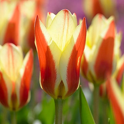 Red and Yellow Rock Garden Tulip Bulbs Stresa, Tulipa kaufmanniana, Tulip, Up Close